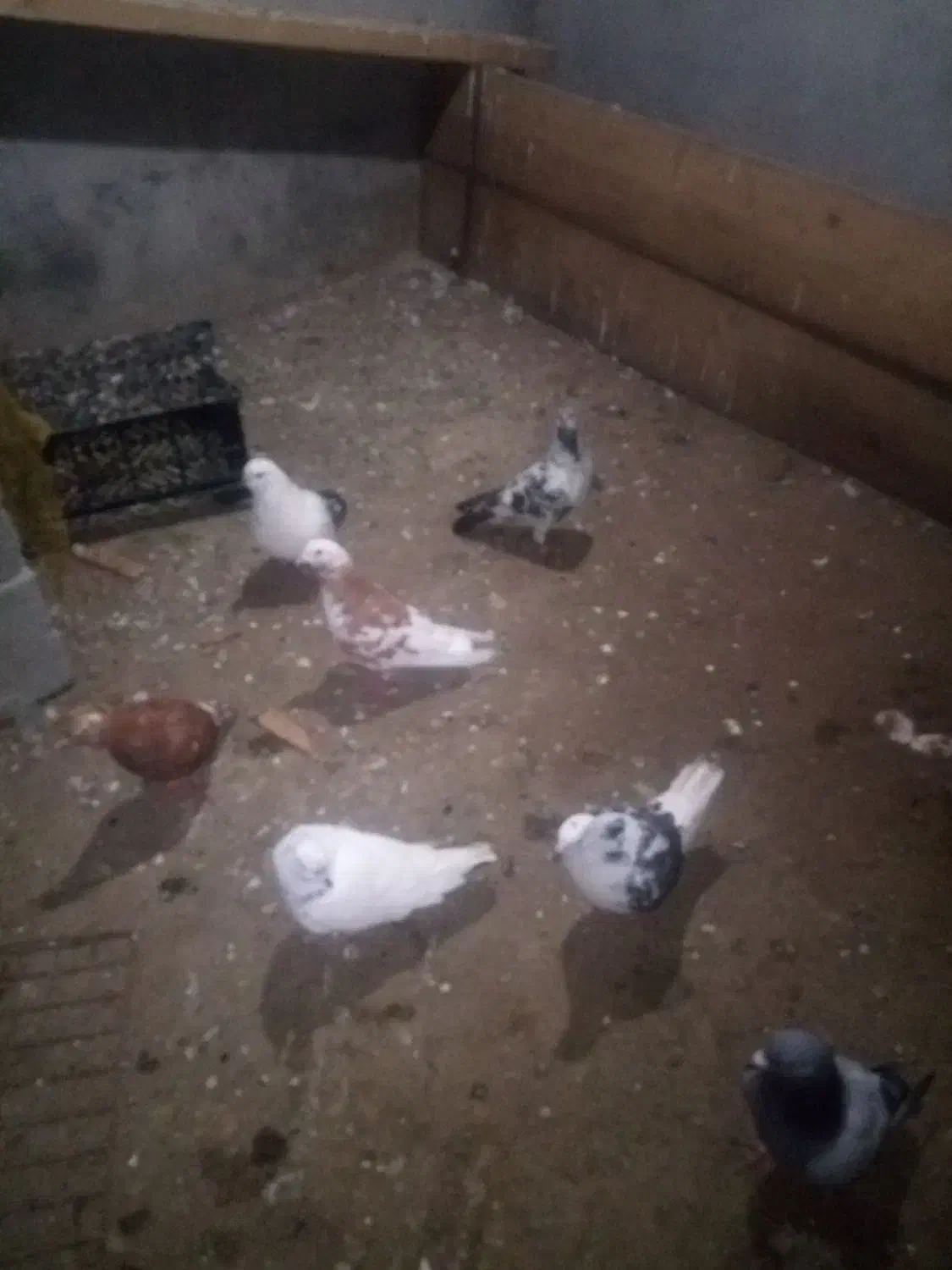 کبوتر|پرنده|لوندویل, |دیوار