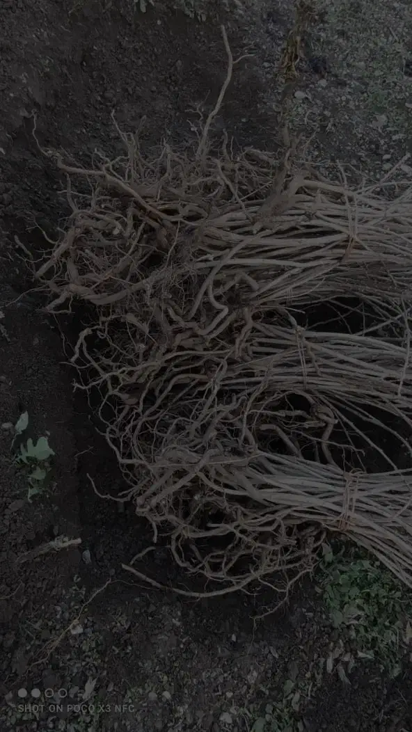 نهالهای سماق وانجیر وگلابی|خدمات باغبانی و درختکاری|سردشت, |دیوار