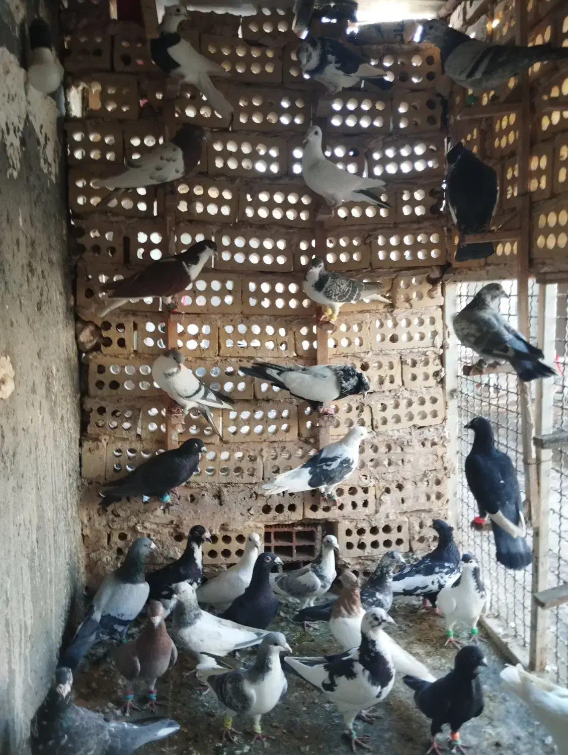 ۳۲عدد حیوون قلدور پرشی|پرنده|فریمان, |دیوار