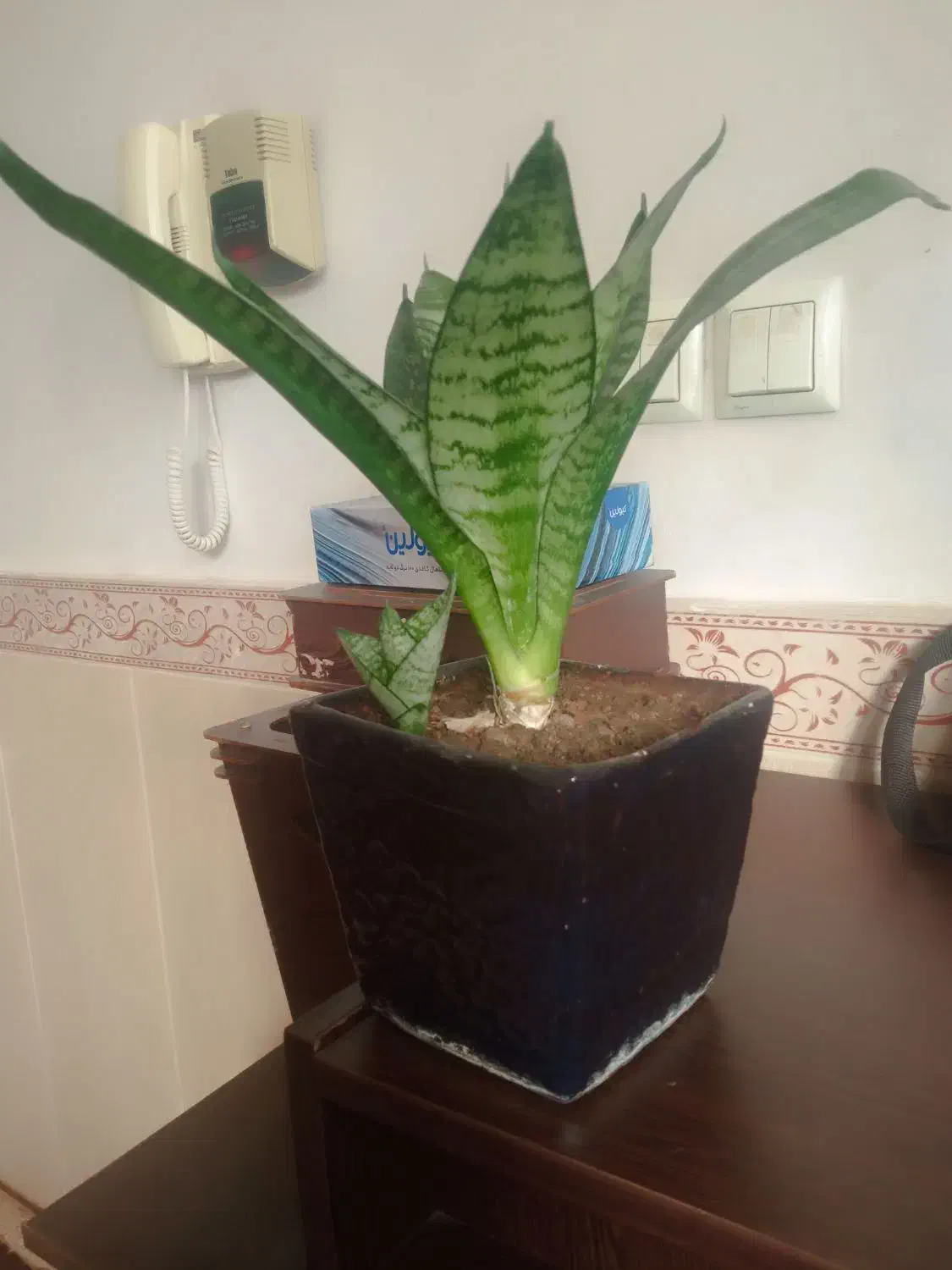 گل آپارتمانی|گل و گیاه طبیعی|کرمانشاه, |دیوار