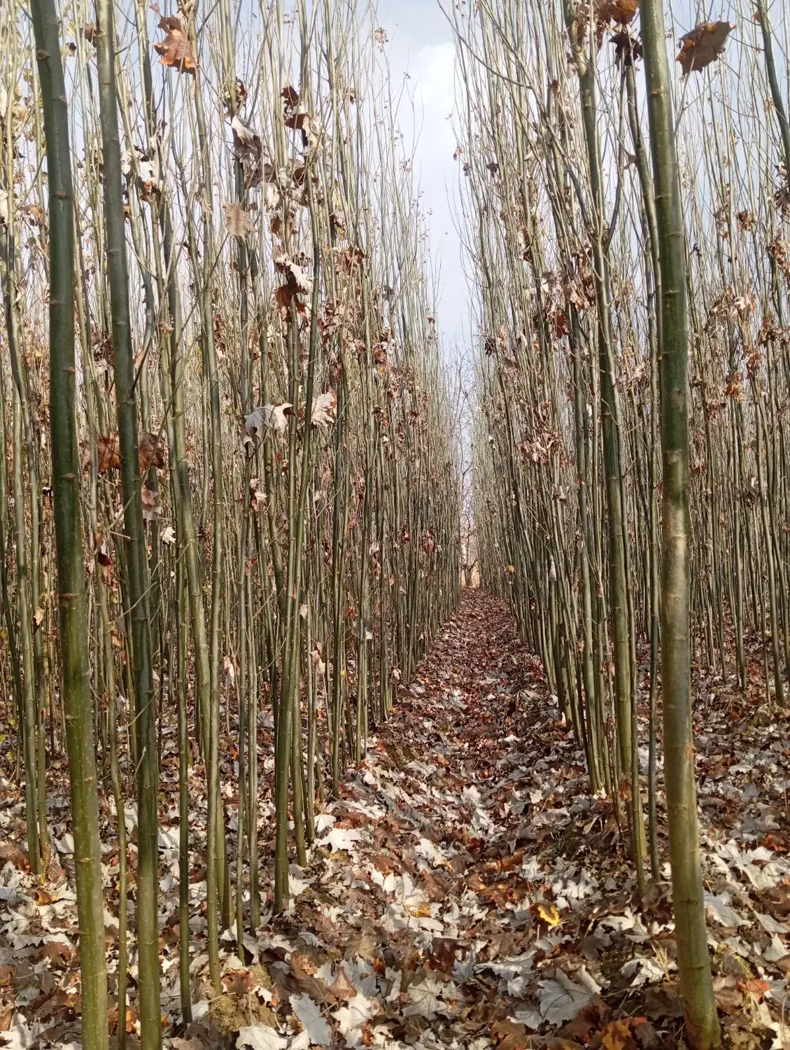 قره قواخ|گل و گیاه طبیعی|بکتاش, |دیوار