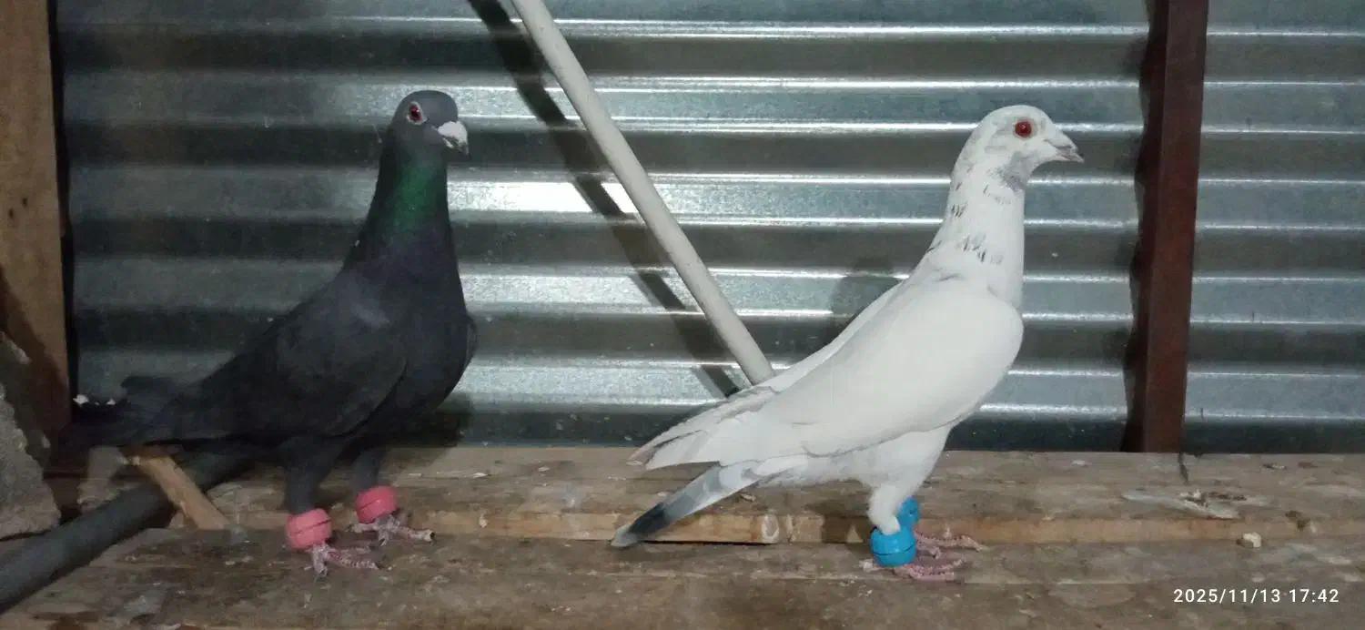 دوتا نر فروشی|پرنده|طبس, |دیوار