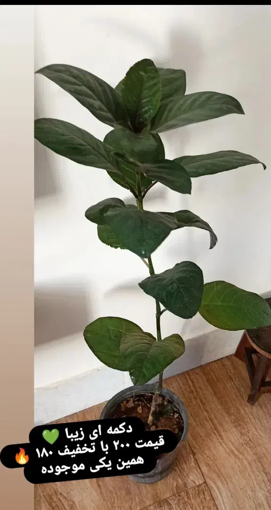 گل سانسوریا|گل و گیاه طبیعی|خواف, |دیوار