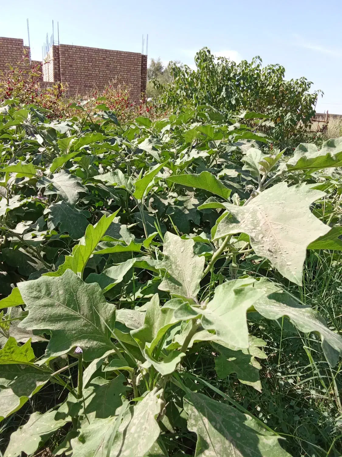 زمین کشاورزی|فروش دفتر صنعتی، کشاورزی، تجاری|چاه داد خدا, |دیوار