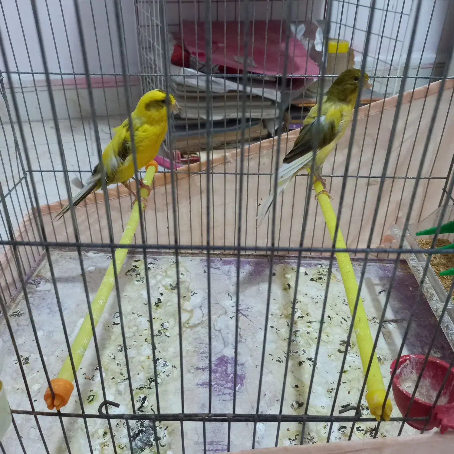 قناری رسمی بلند|پرنده|کهریزک, |دیوار