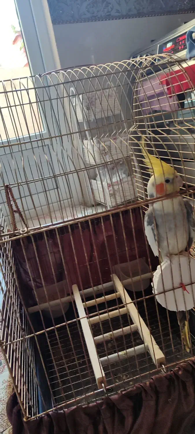 عروس هلندی نر سخنگو با قفس|پرنده|تهران, یاخجی آباد|دیوار