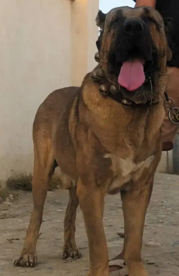 سگ سرابی|سگ|کرج, ساماندهی|دیوار