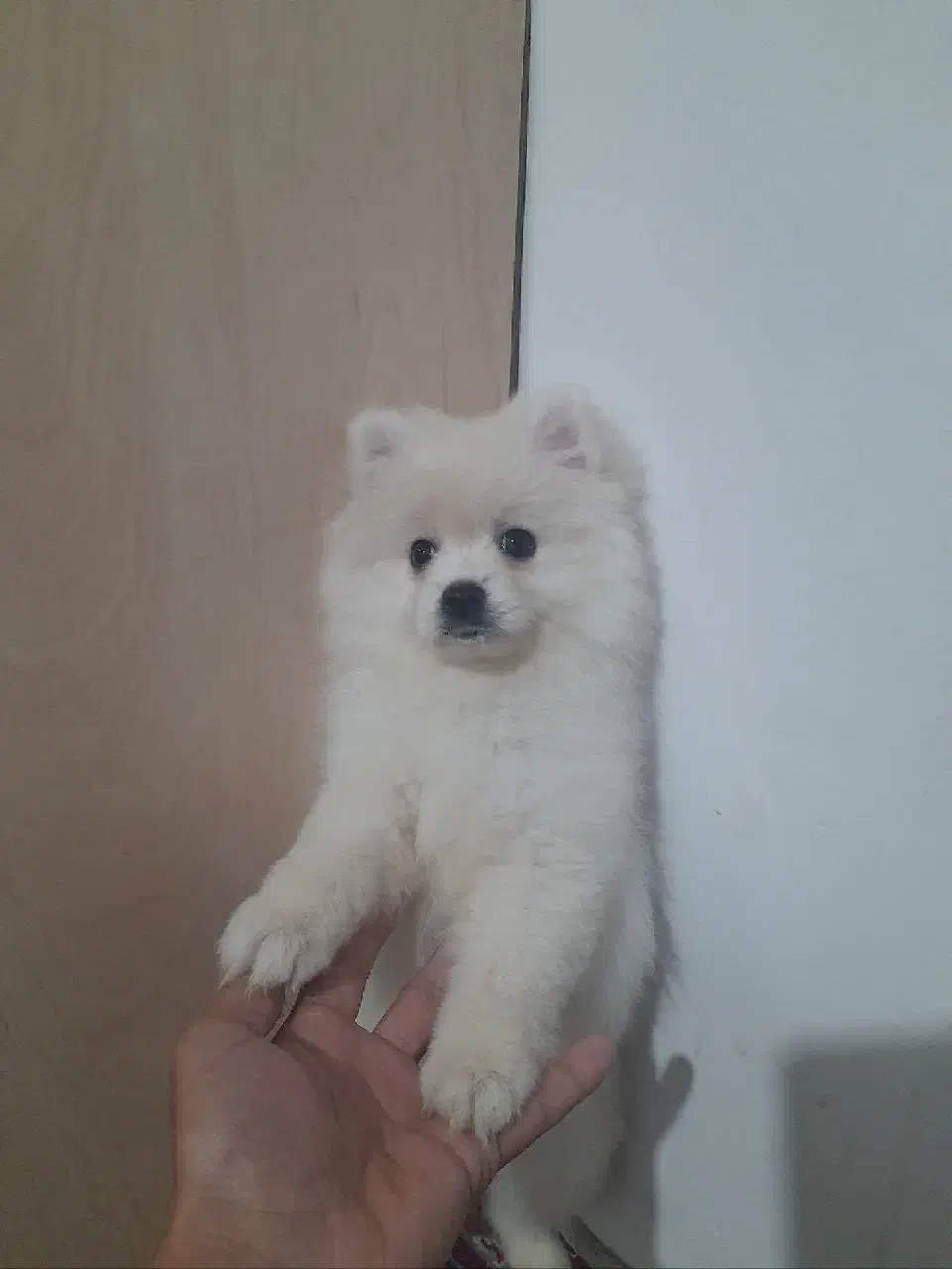 سگ پامر(ماده)|سگ|مشهد, آبکوه|دیوار