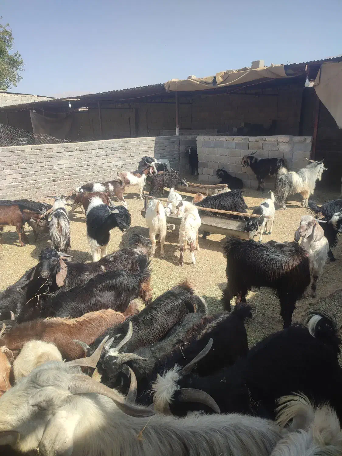 کهره ،بره، سبک و سنگین نر و ماده زیر قیمت بازار|حیوانات مزرعه|داراب, |دیوار