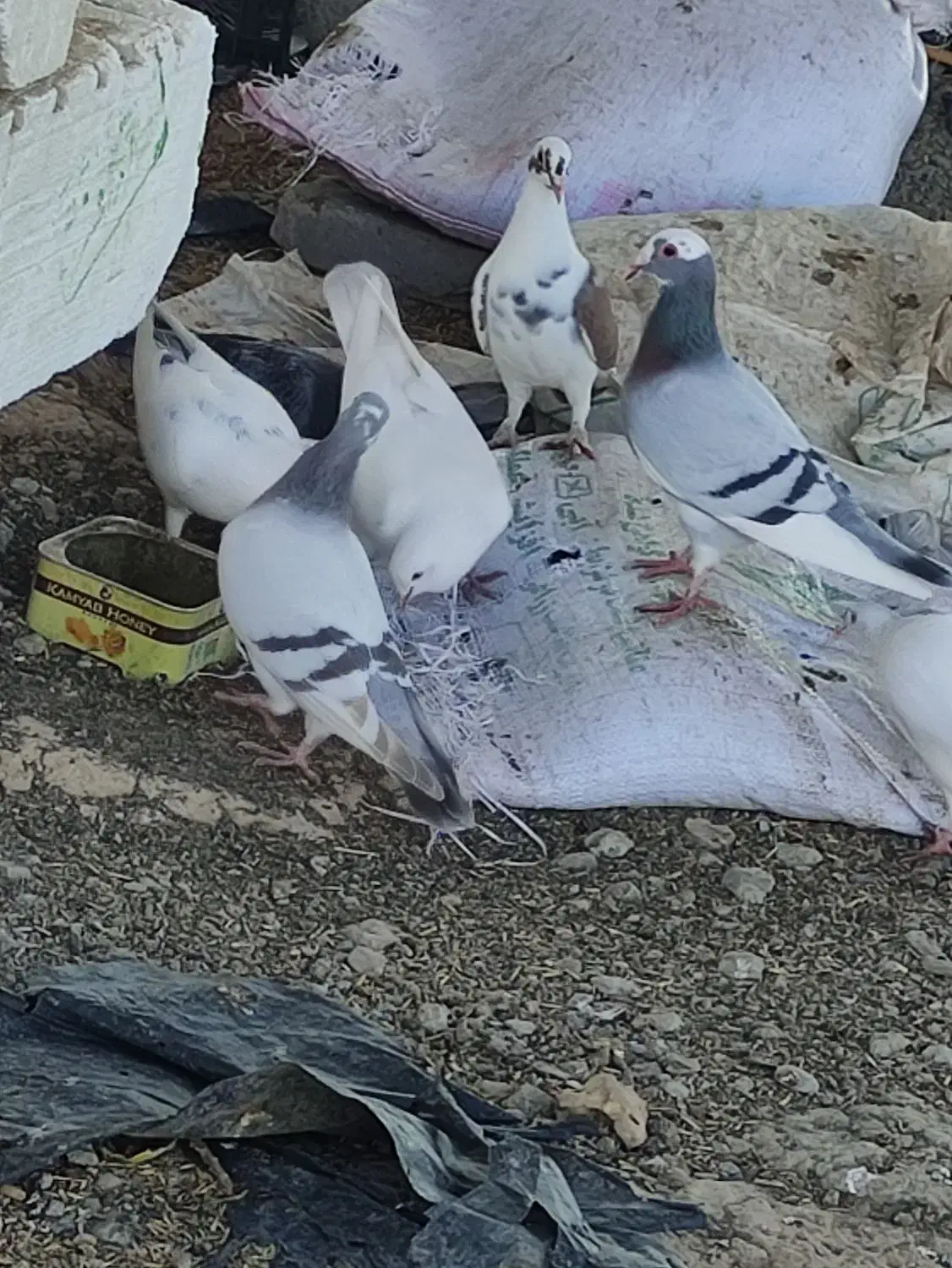 انواع کبوتر|پرنده|آق قلا, |دیوار