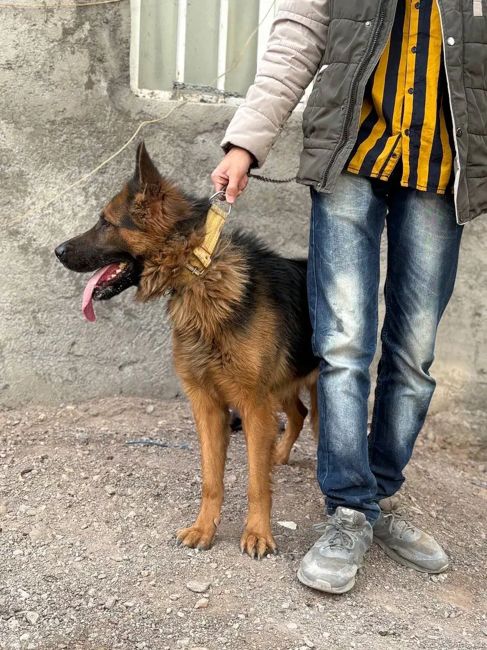 سگ ژرمن شپرد کلاس B|سگ|بم, |دیوار