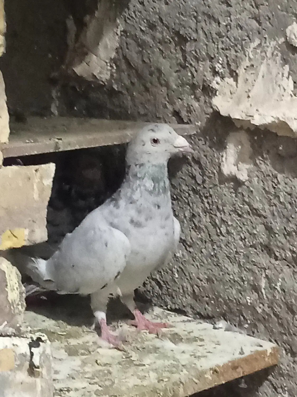 سلام دوستان یک نر ماده سار سیاه خوشگل|پرنده|تربت‌حیدریه, مورشک|دیوار