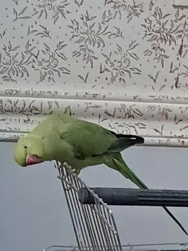 طوطی سخنگو|پرنده|بم, |دیوار