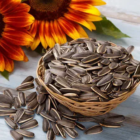 تخمه دور سفید به صورت عمده و خرده|عمده‌فروشی|تهران, ترمینال غرب|دیوار