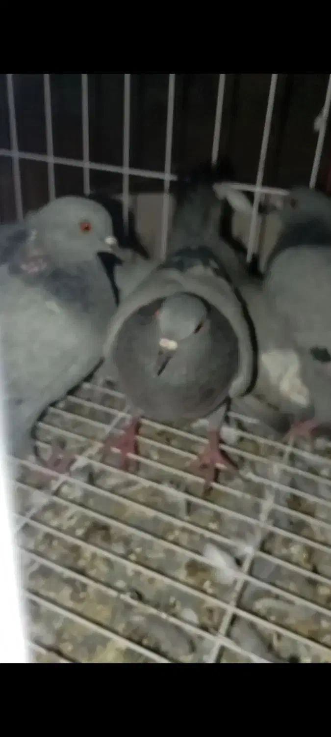 کبوتر چاهی گوشتی|پرنده|دره شهر, |دیوار