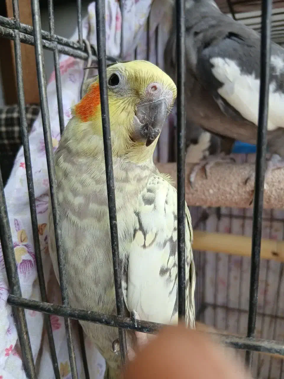 عروس هلندی جفت مولد|پرنده|رودهن, |دیوار