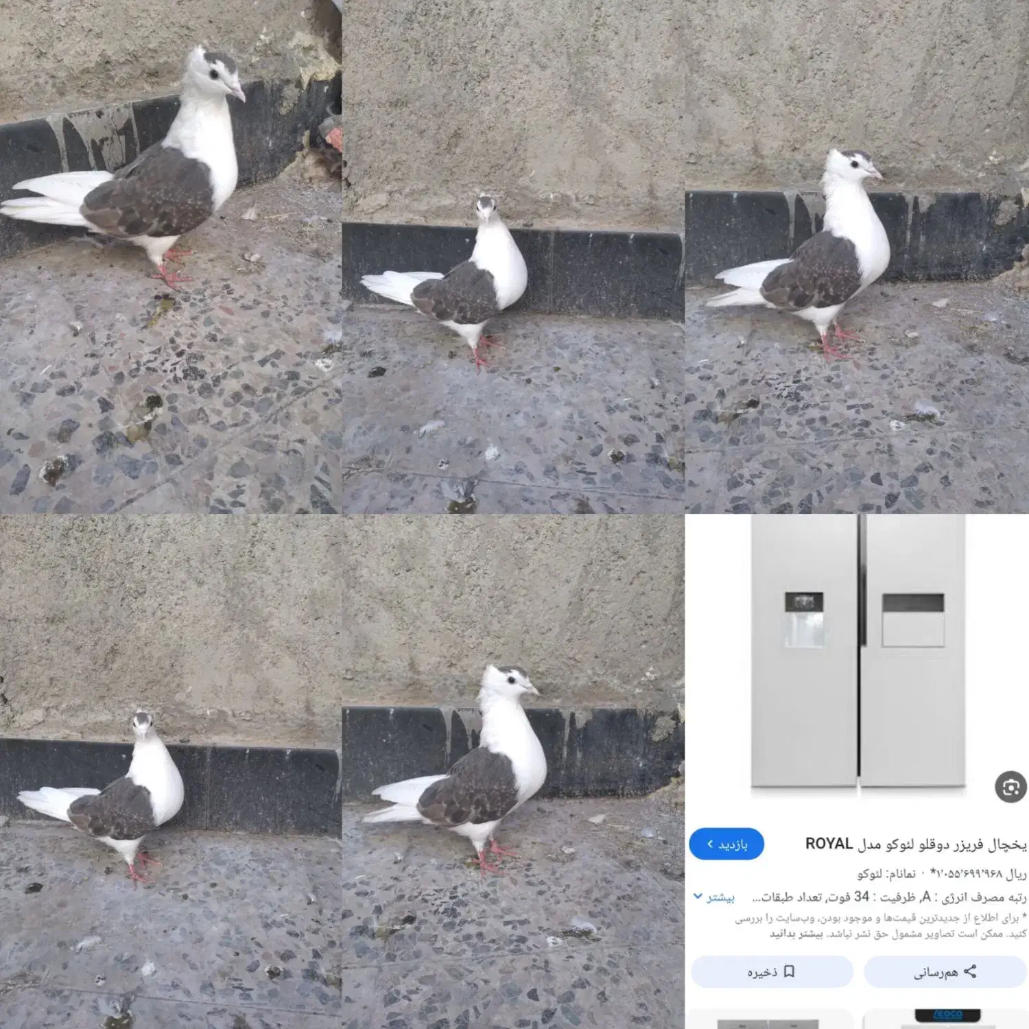 یخچالکبوتر|یخچال و فریزر|پلدختر, |دیوار