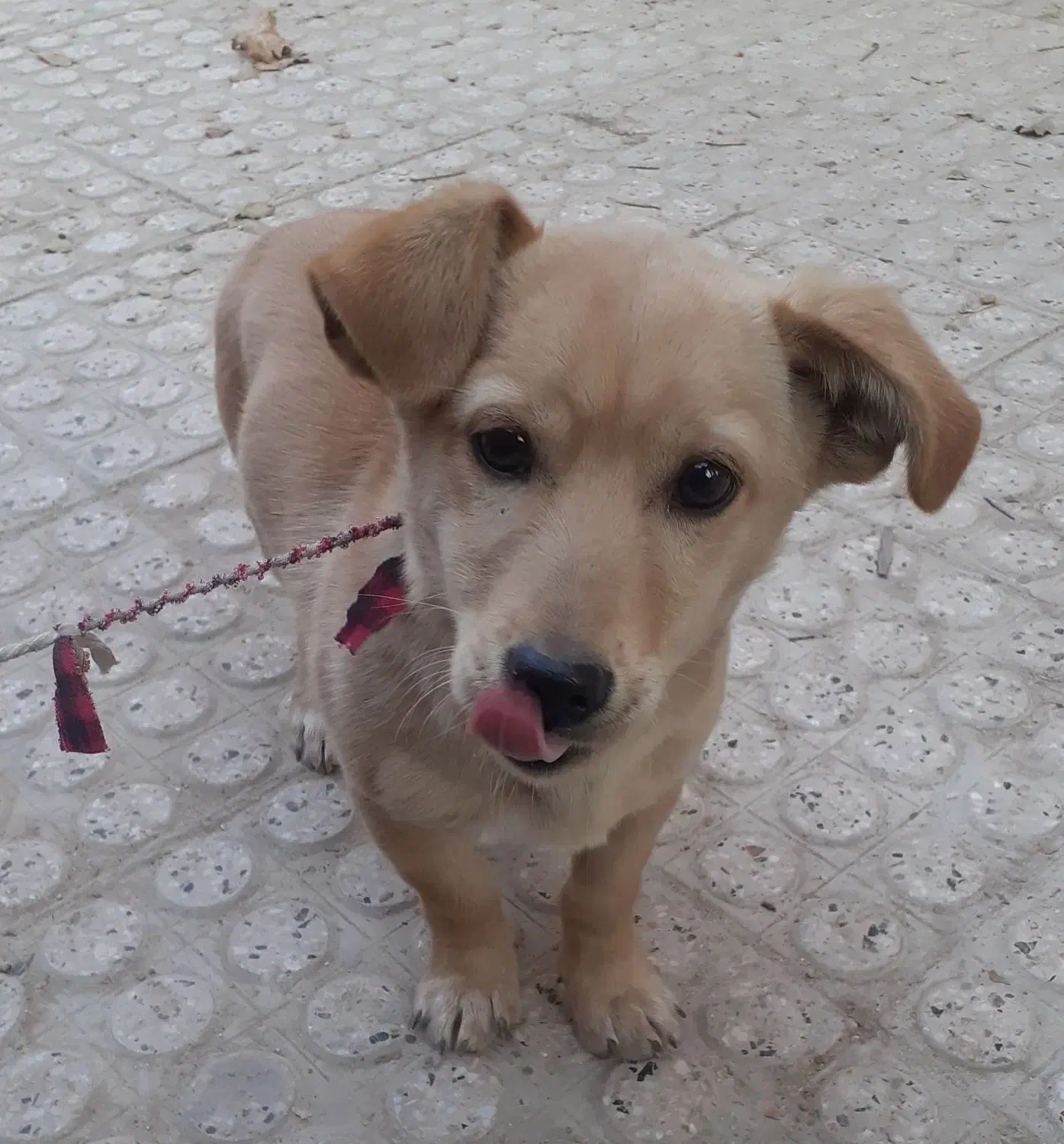 سگ پاکوتاه|سگ|آشخانه, |دیوار