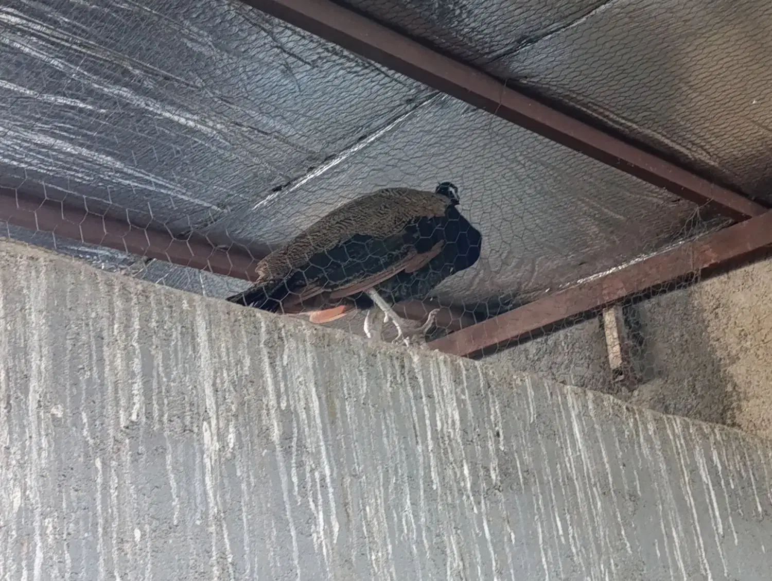 طاووس ابلغ|پرنده|خورموج, |دیوار