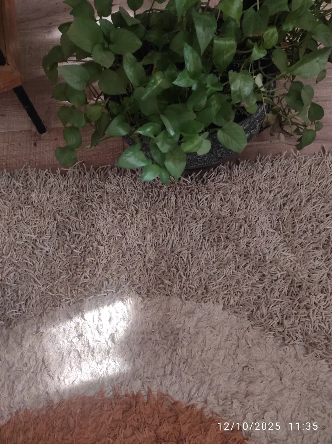 فرش ۴ متری هندی|فرش|کرج, گلشهر|دیوار