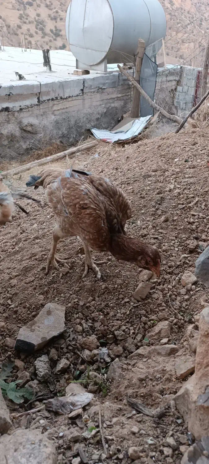 مرغ لاری|حیوانات مزرعه|پاوه, |دیوار