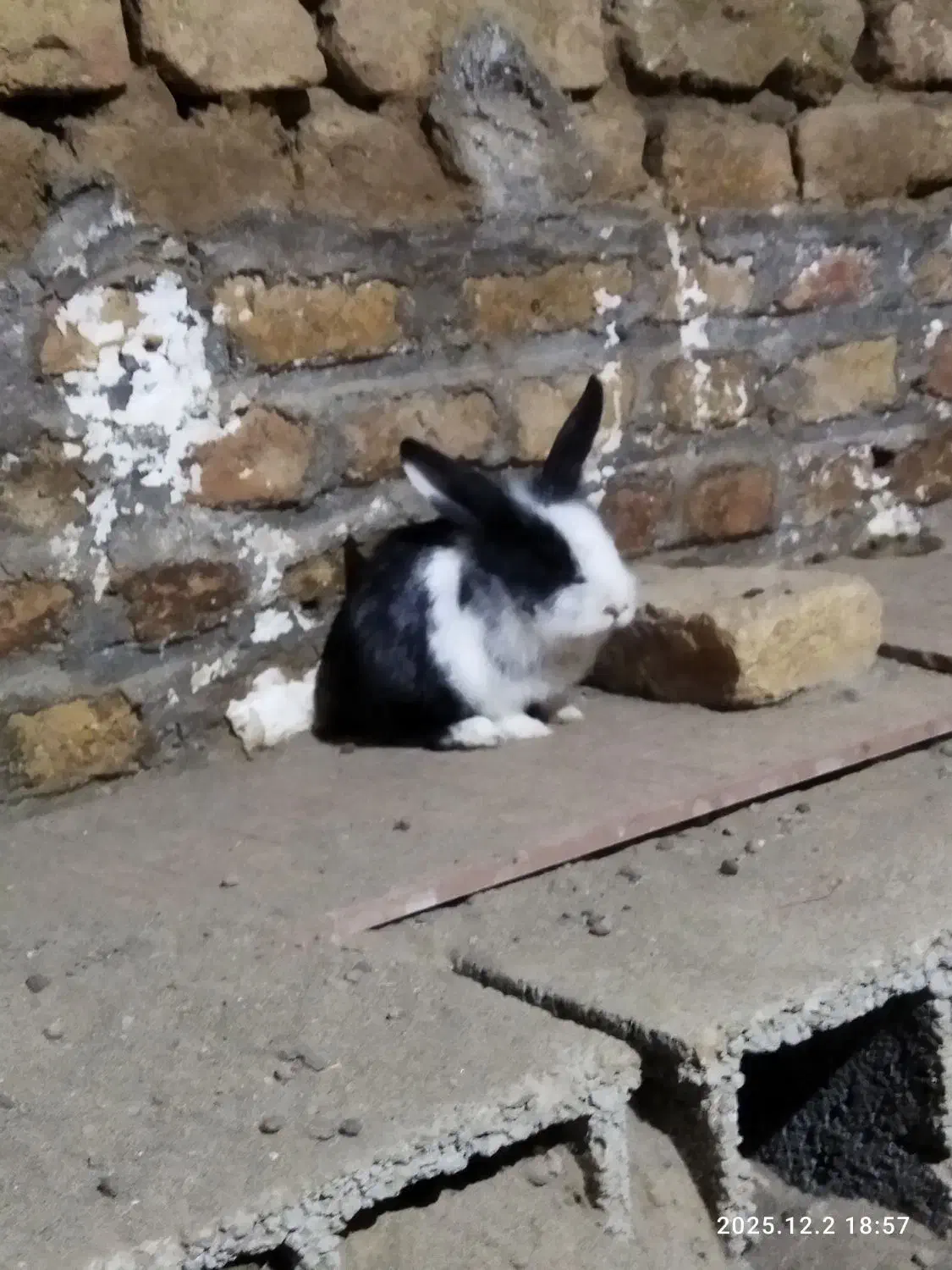 بچه خرگوش سفید مشکی|موش و خرگوش|گنبد کاووس, |دیوار