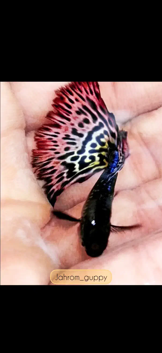 فروش ماهی گوپی|ماهی|جهرم, |دیوار