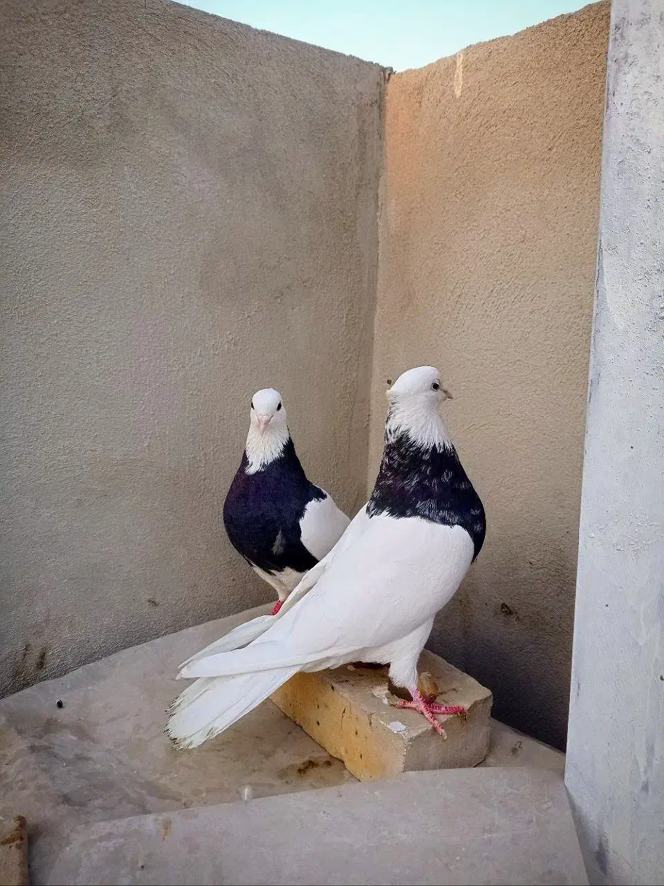 جفت طوقی زرین الماسی عتیقه درشت|پرنده|مشهد, ایثار|دیوار