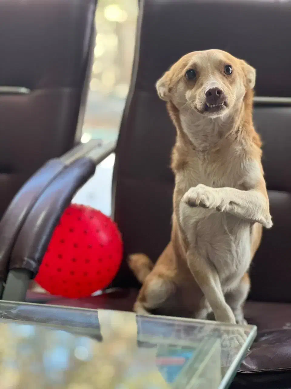 واگذاری رایگان|سگ|باغستان, |دیوار