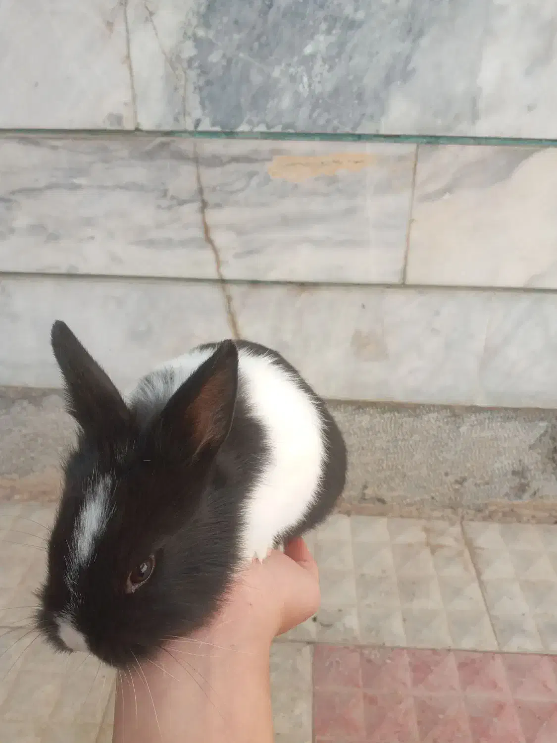 بچه خرگوش|موش و خرگوش|خمینیشهر, |دیوار