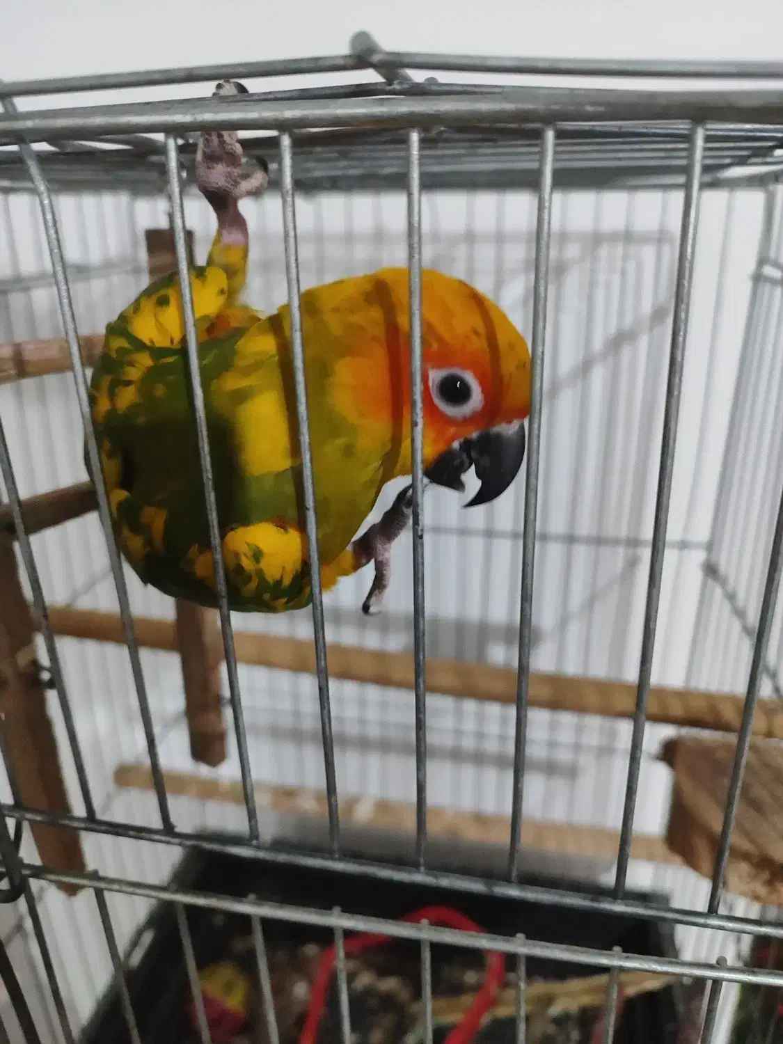 طوطی خورشیدی|پرنده|پیشوا, |دیوار