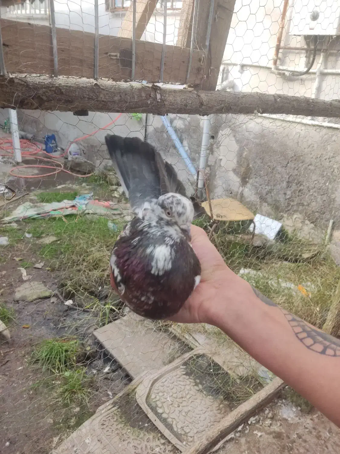 کبوتر|پرنده|کیاشهر, |دیوار