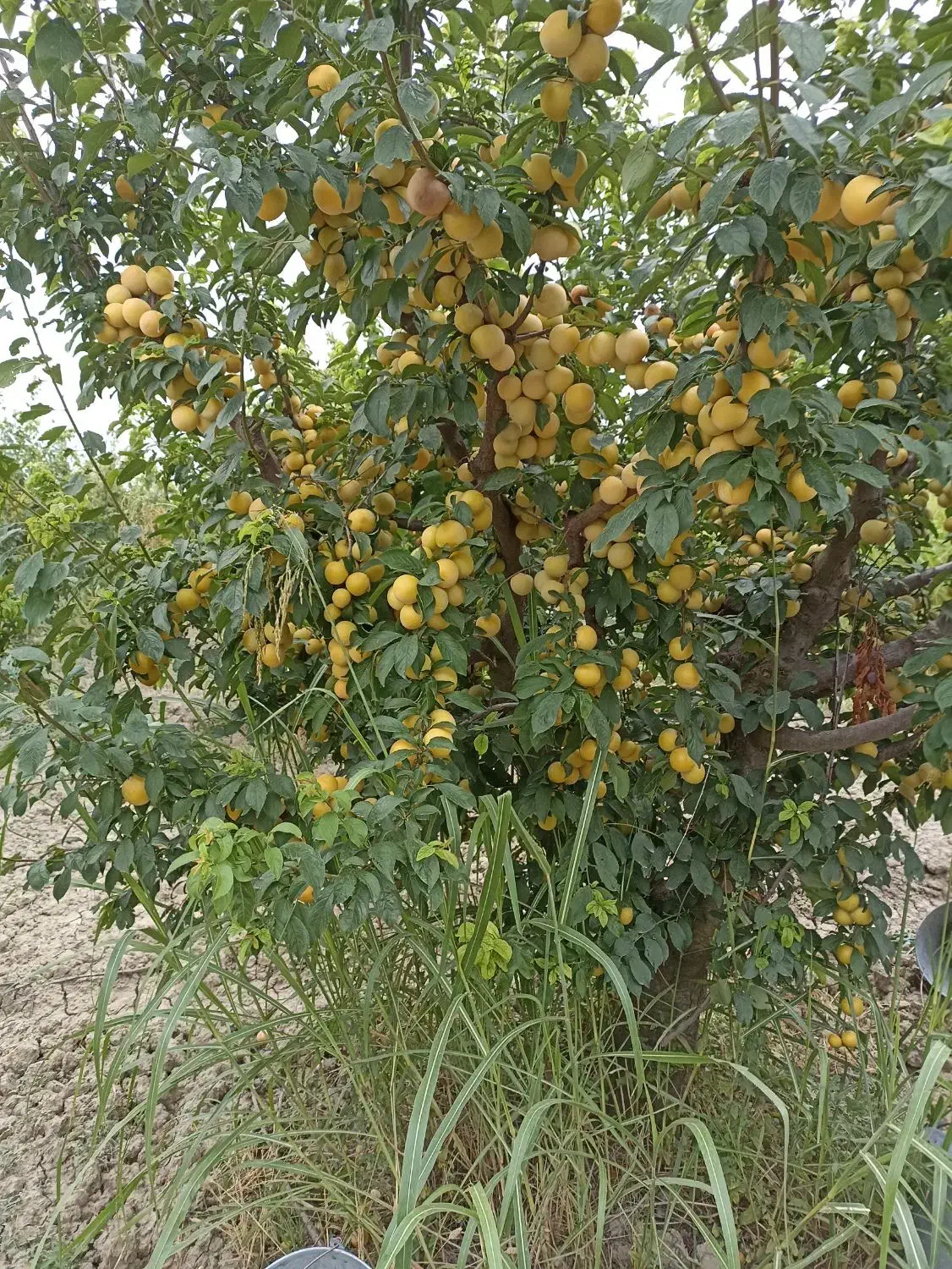 سرکارگر هستم  اماده همکاری برای چیدن ...|خدمات باغبانی و درختکاری|آق قلا, |دیوار