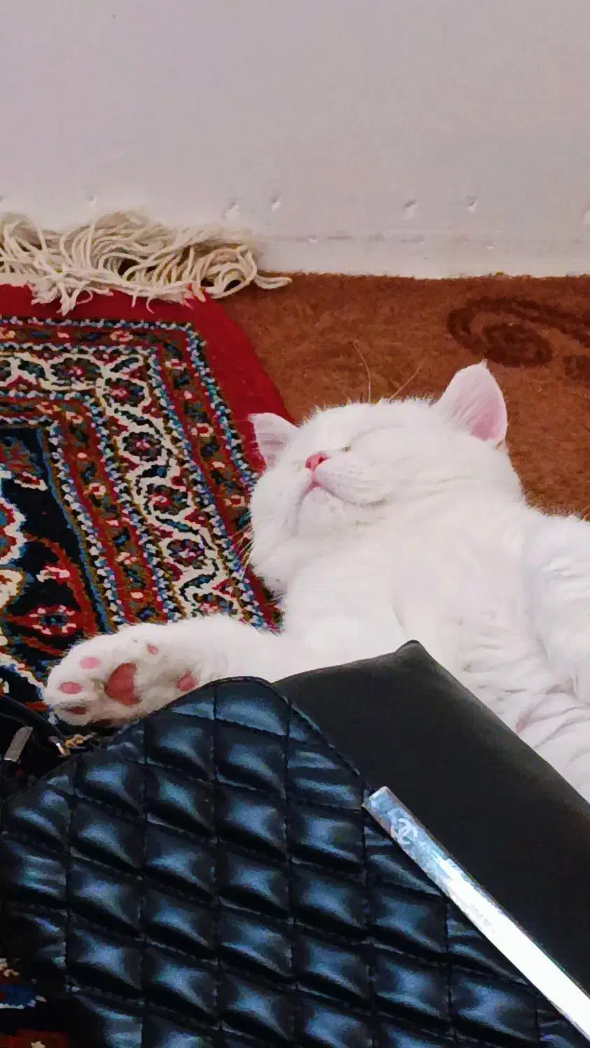 گربه نر جهت جفتگیری|گربه|بیرجند, |دیوار