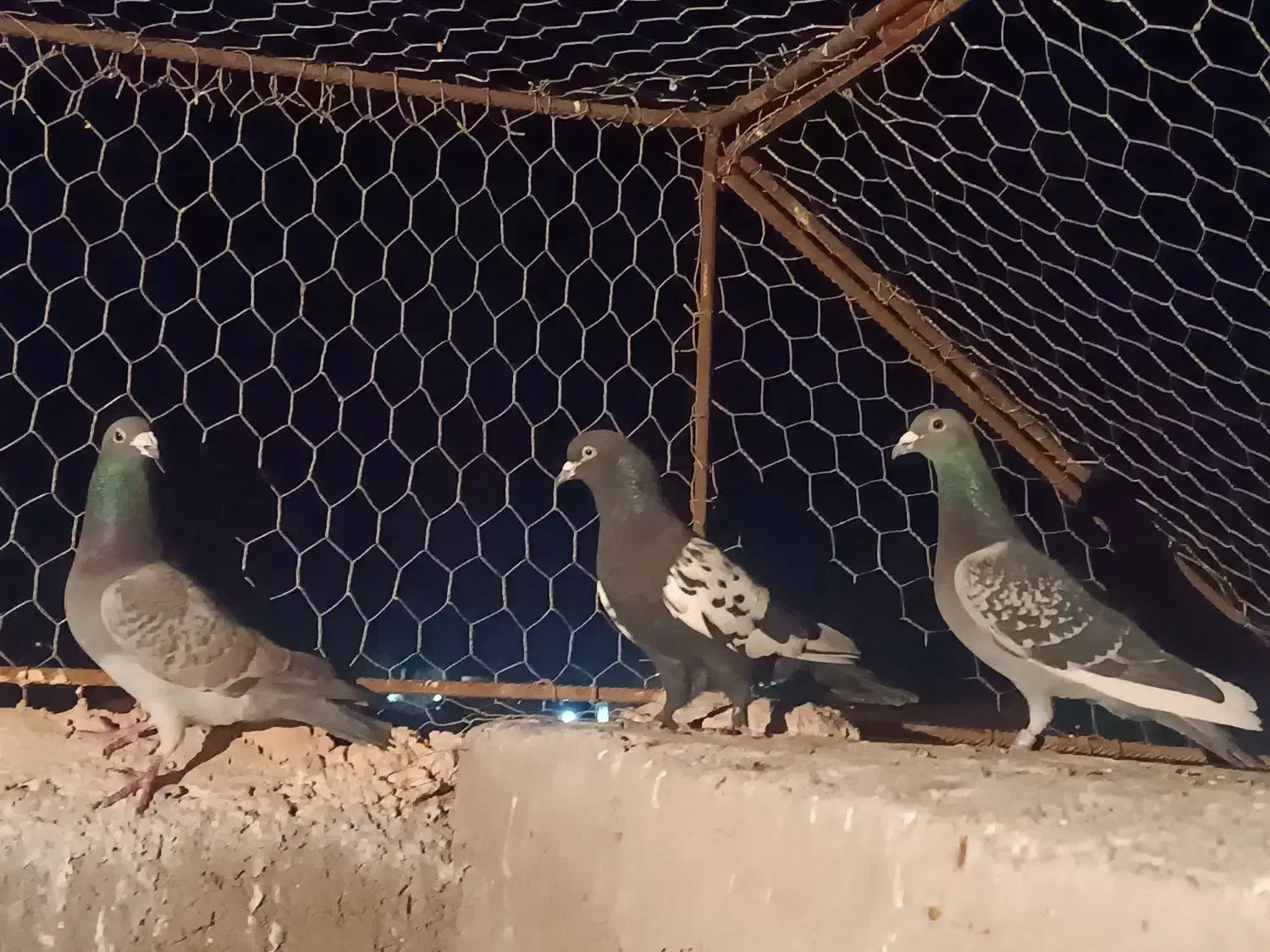 کبوتر|حیوانات|رفسنجان, |دیوار