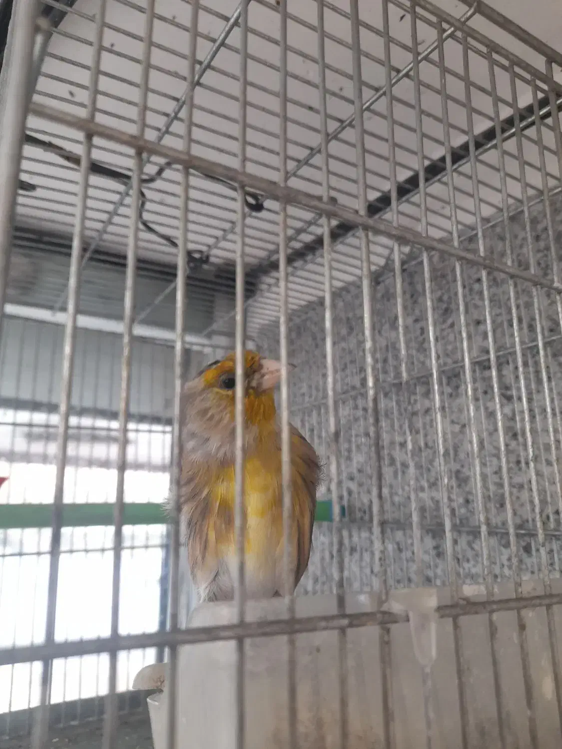 سهره قناری لر خوان دو عدد|پرنده|همدان, |دیوار