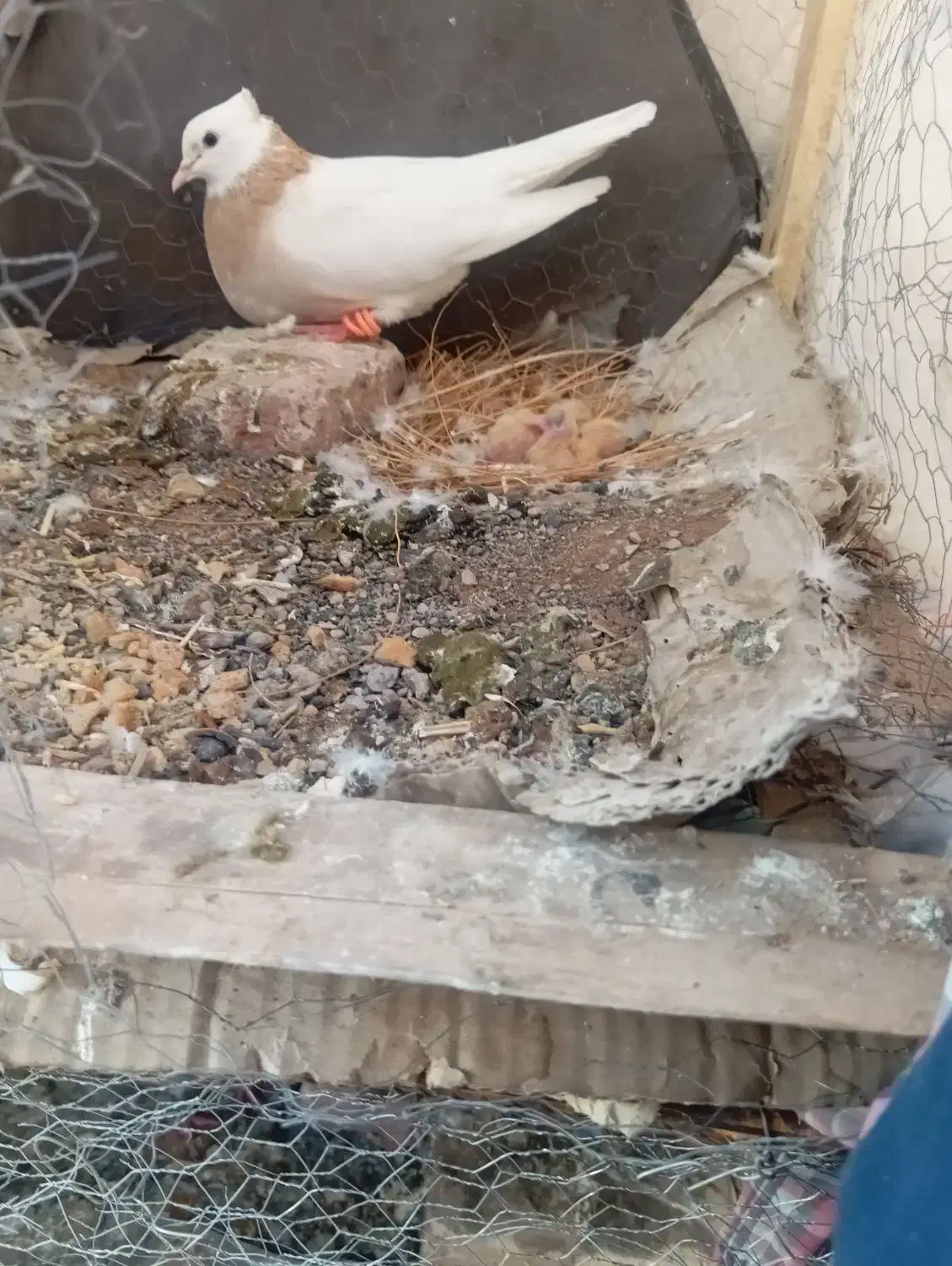 طوقی سبز|پرنده|بیرجند, |دیوار