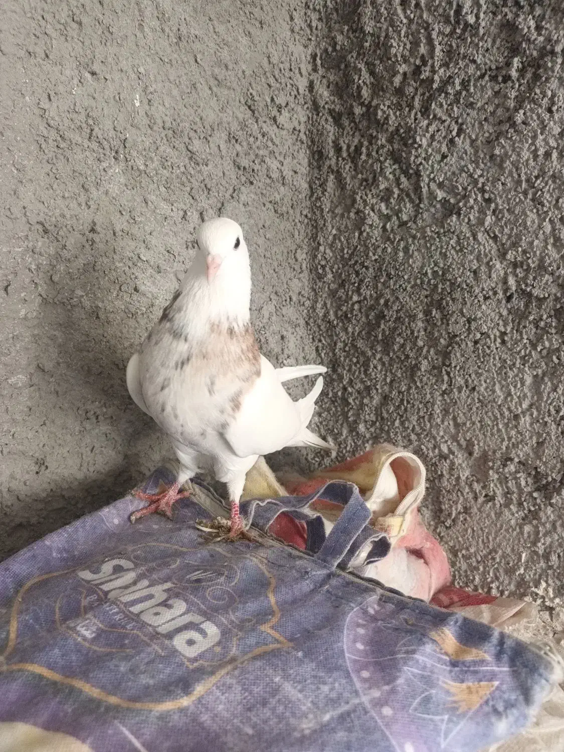 طوقی دره شهر|پرنده|دره شهر, |دیوار