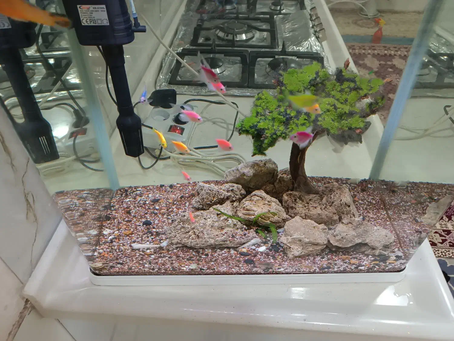 فروش اکواریوم|ماهی|بانه, |دیوار