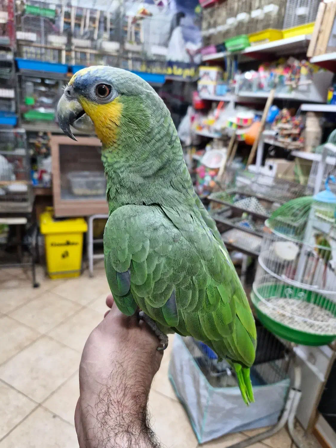 آمازون پیشونی آبی فول دستی کلامدار|پرنده|اصفهان, حسین‌آباد|دیوار