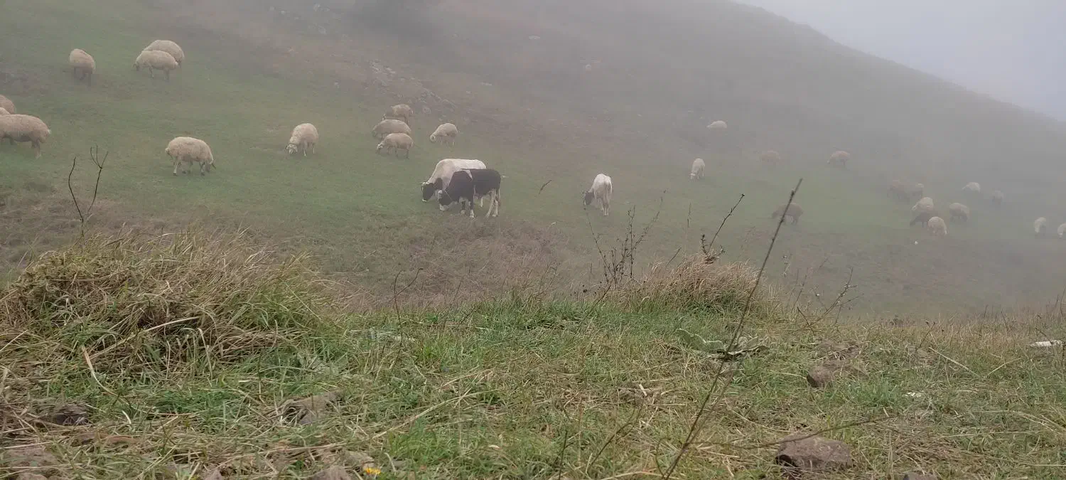 دو عدد گاو نر دارم|حیوانات مزرعه|عنبران, |دیوار