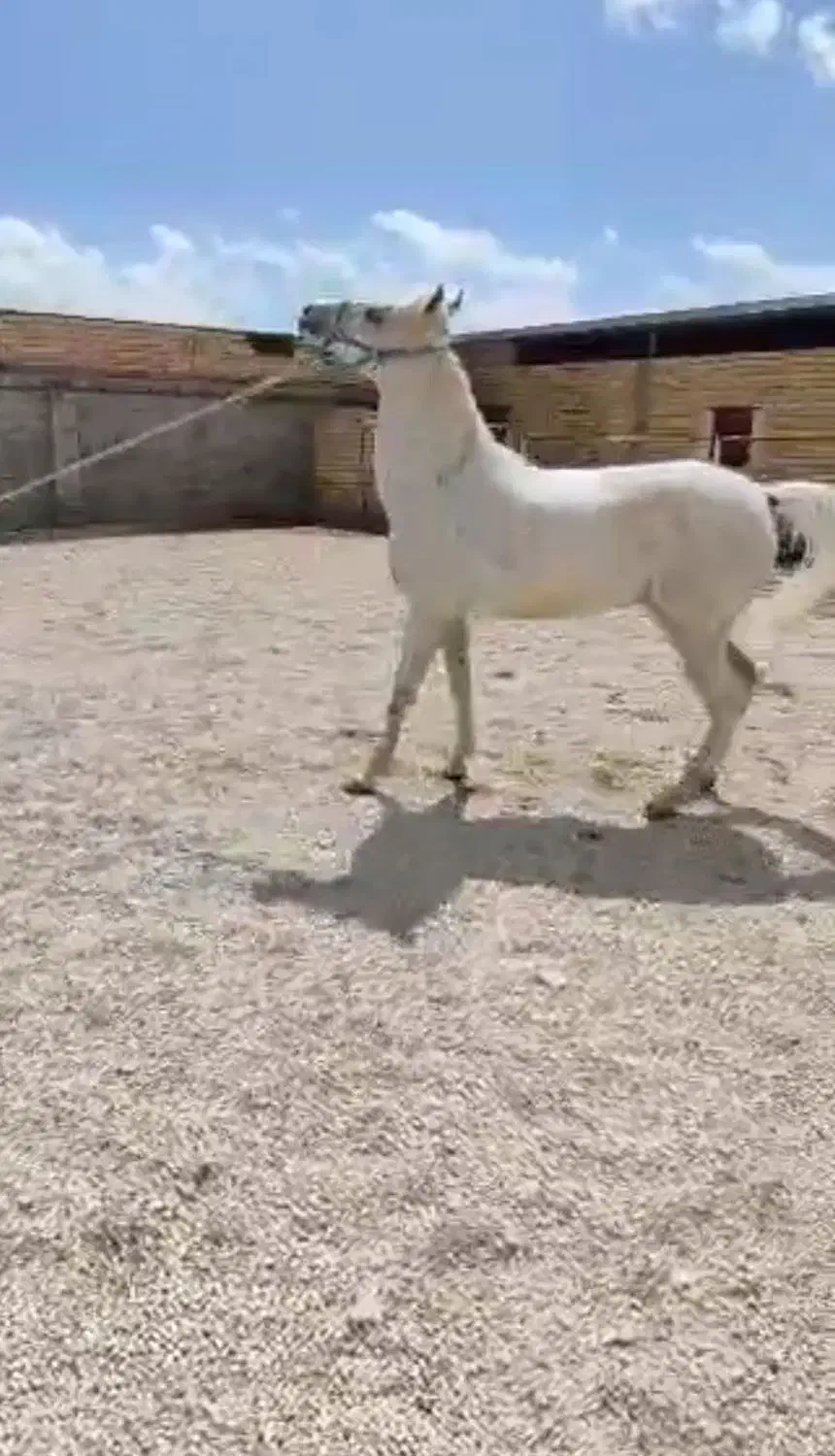 مادیان ترک قدیمی روزگاری|اسب و تجهیزات اسب‌سواری|مرودشت, مختارآباد|دیوار