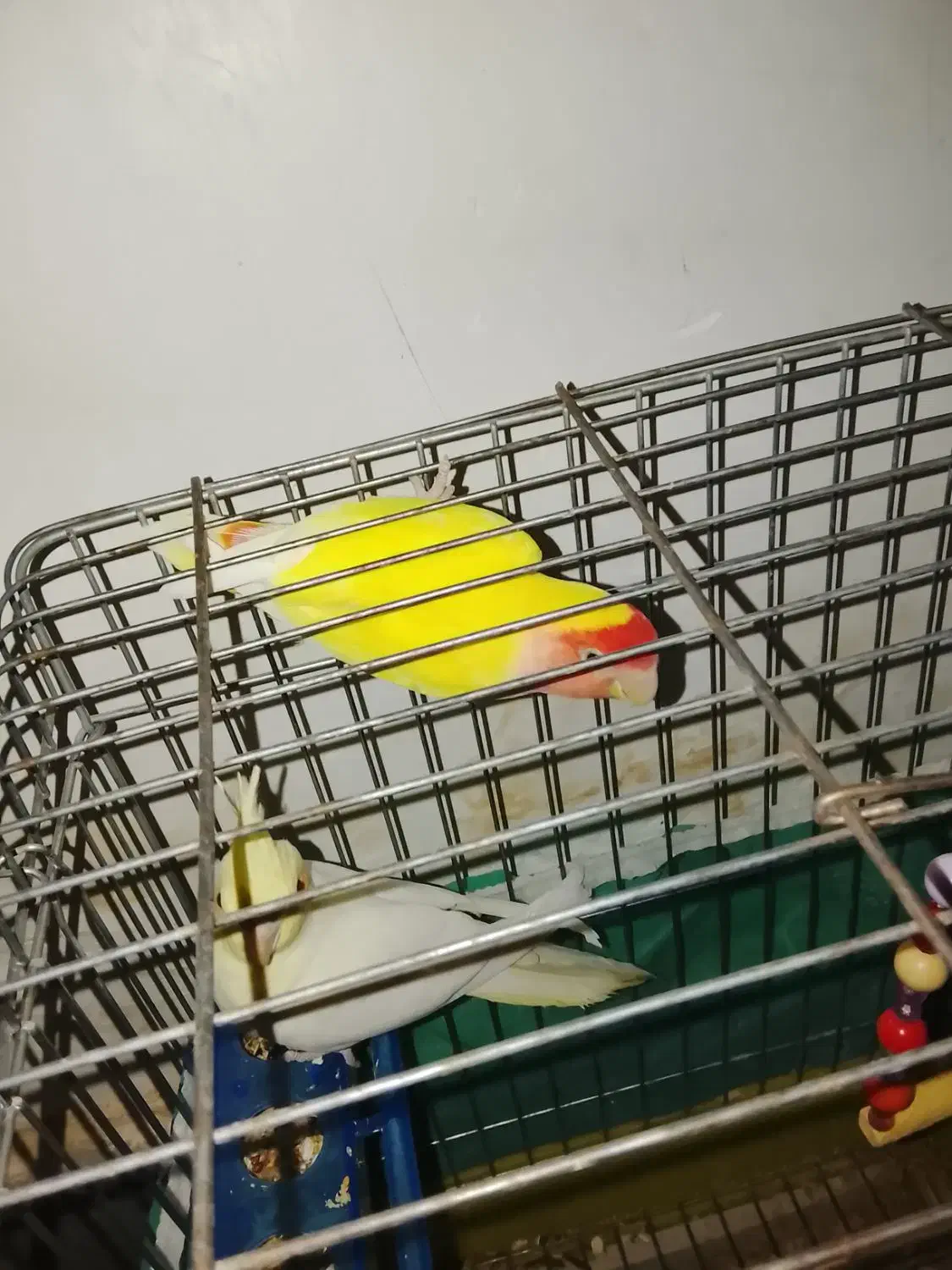 عروس هلندی و طوطی برزیلی|پرنده|سردرود, |دیوار