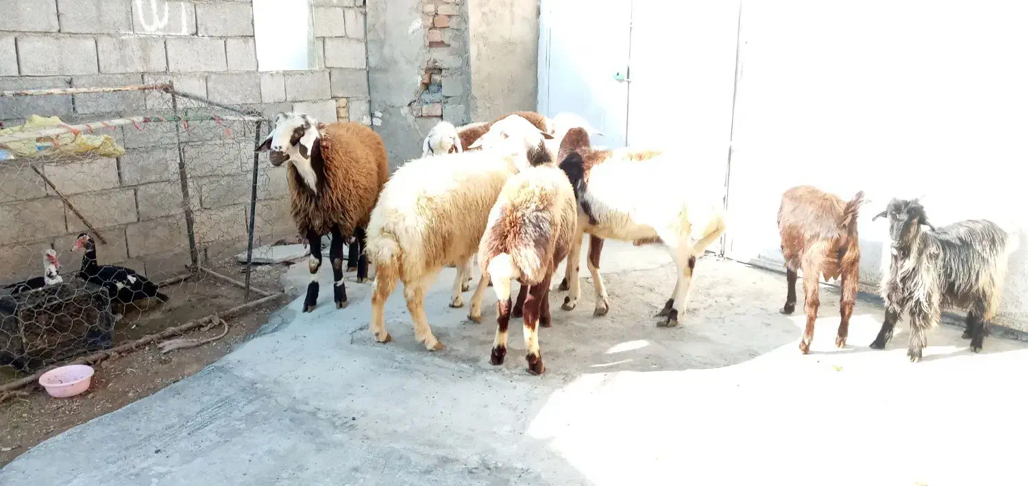 گوسفند و بز|حیوانات مزرعه|کنگاور, |دیوار