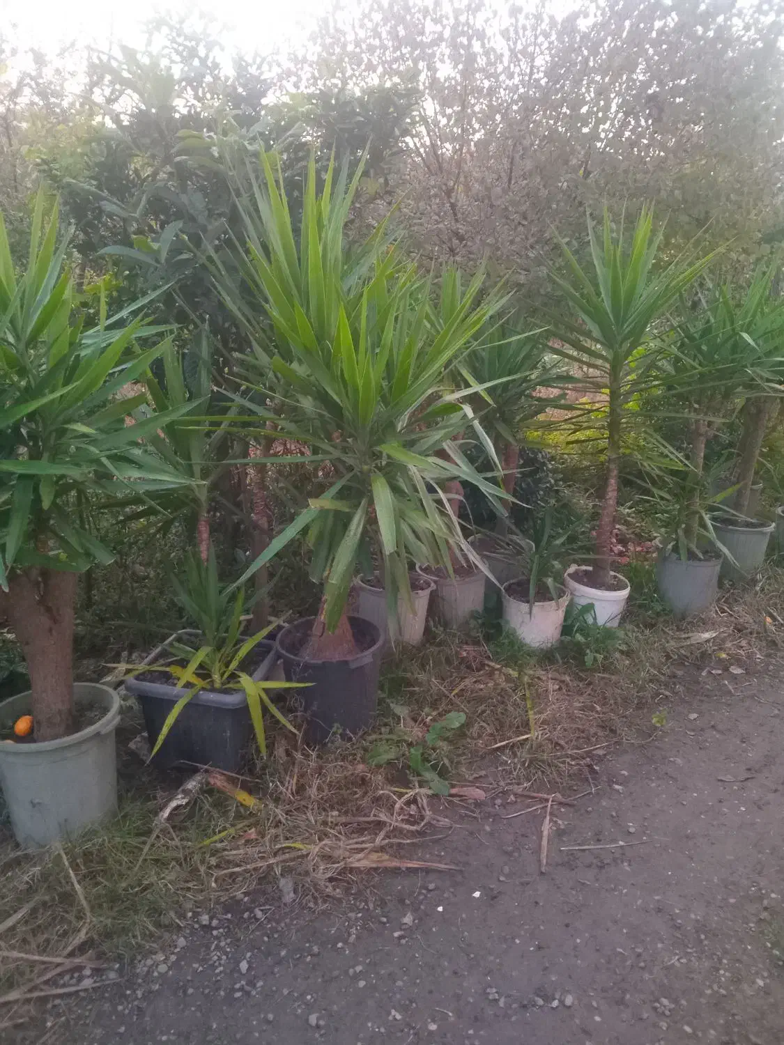 گل یوکا|گل و گیاه طبیعی|واجارگاه, |دیوار