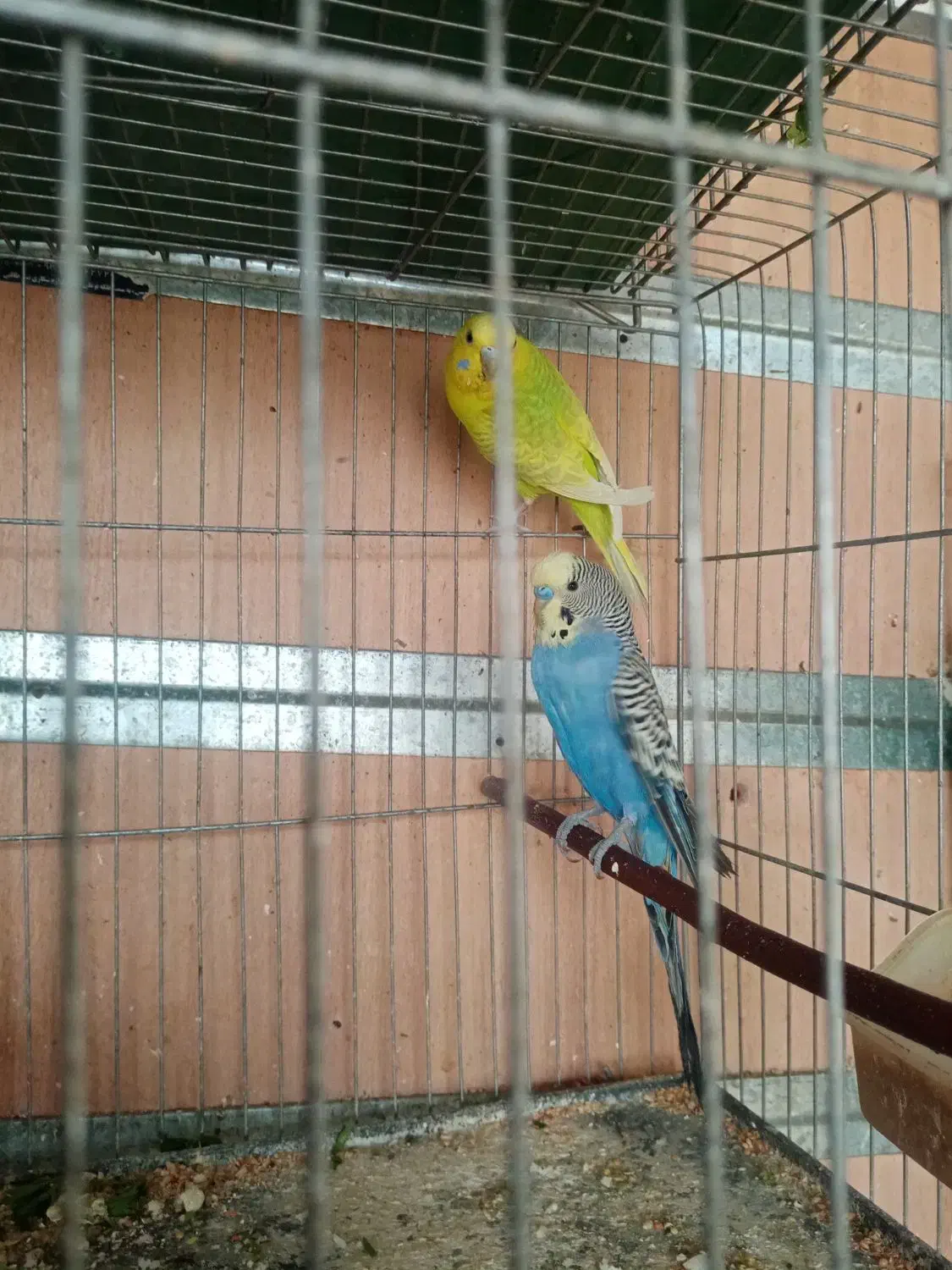 مرغ عشق مولد|پرنده|شهرکرد, |دیوار