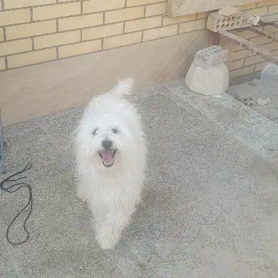 یه قلاده سگ خانگی باهوش و واقعا تربیت شده|سگ|زرند, |دیوار