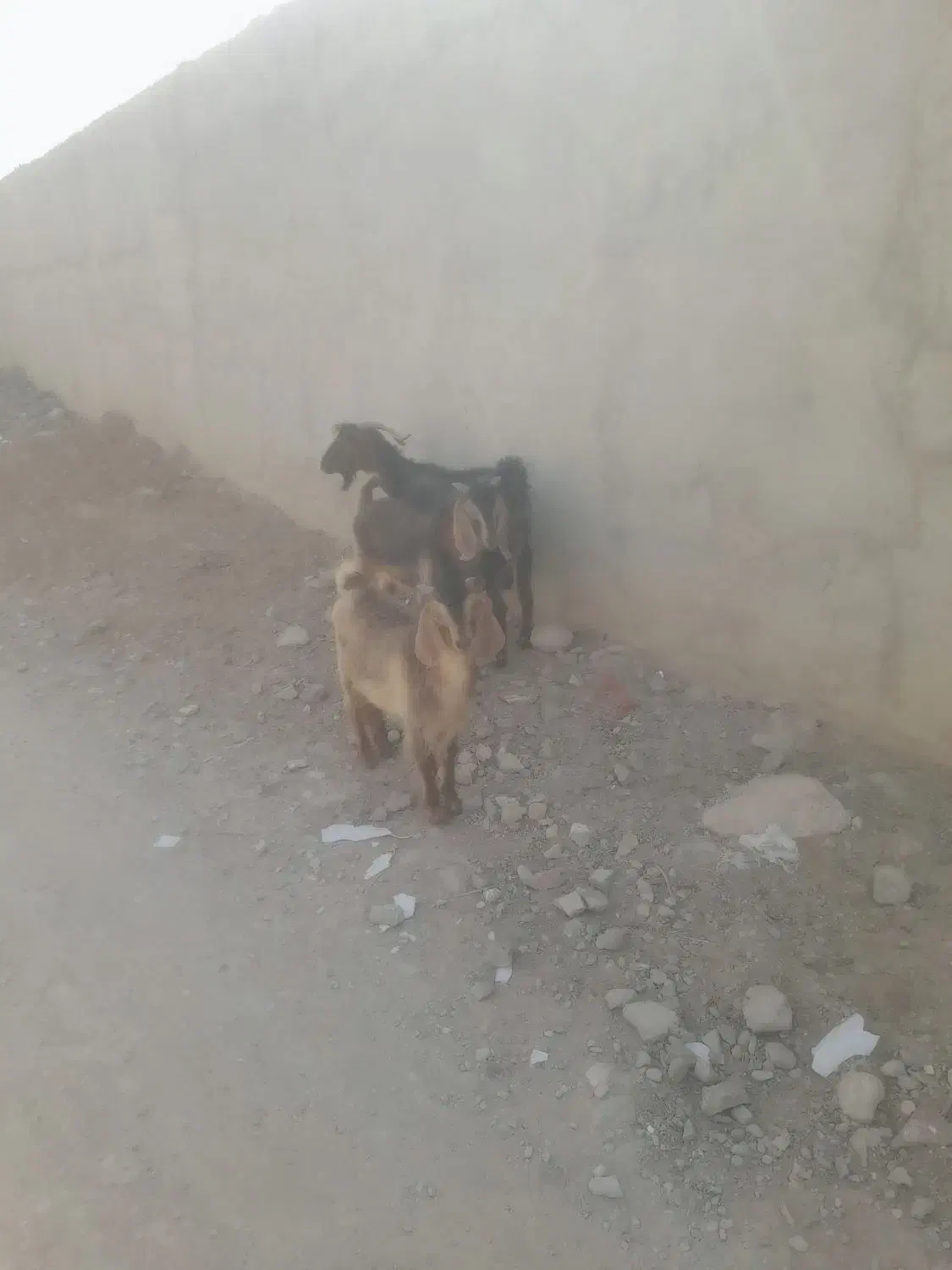 ۳۶۰|حیوانات مزرعه|خاش, |دیوار