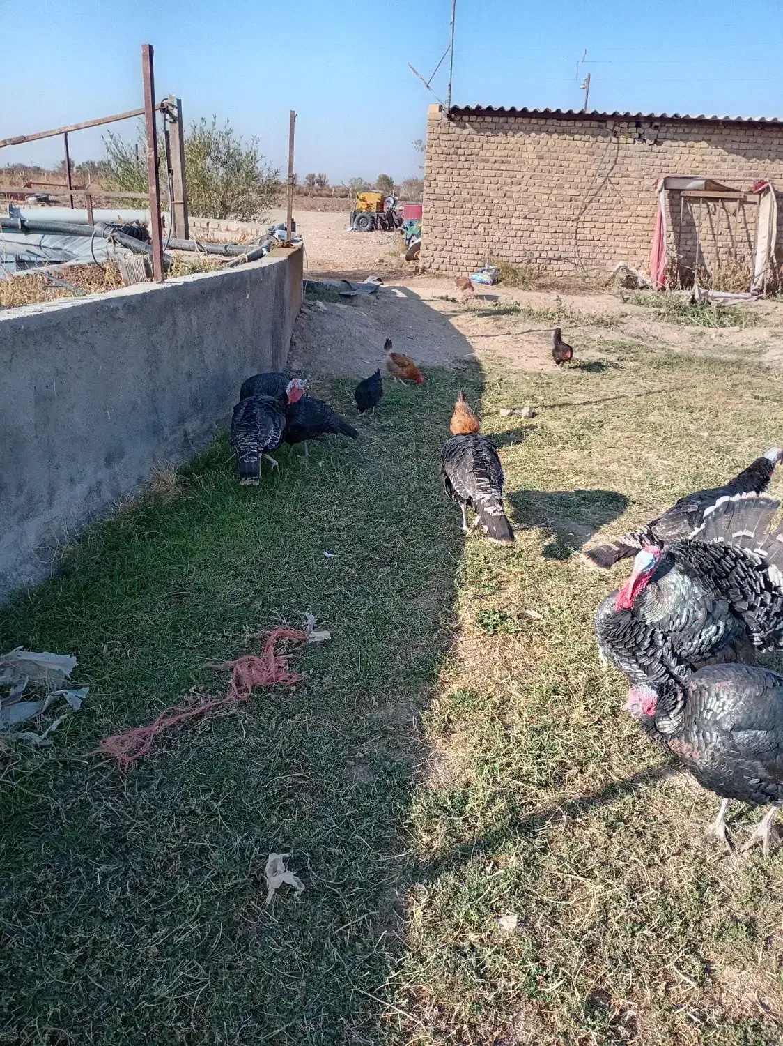 بوقلمون برنز|پرنده|دشتابی, |دیوار