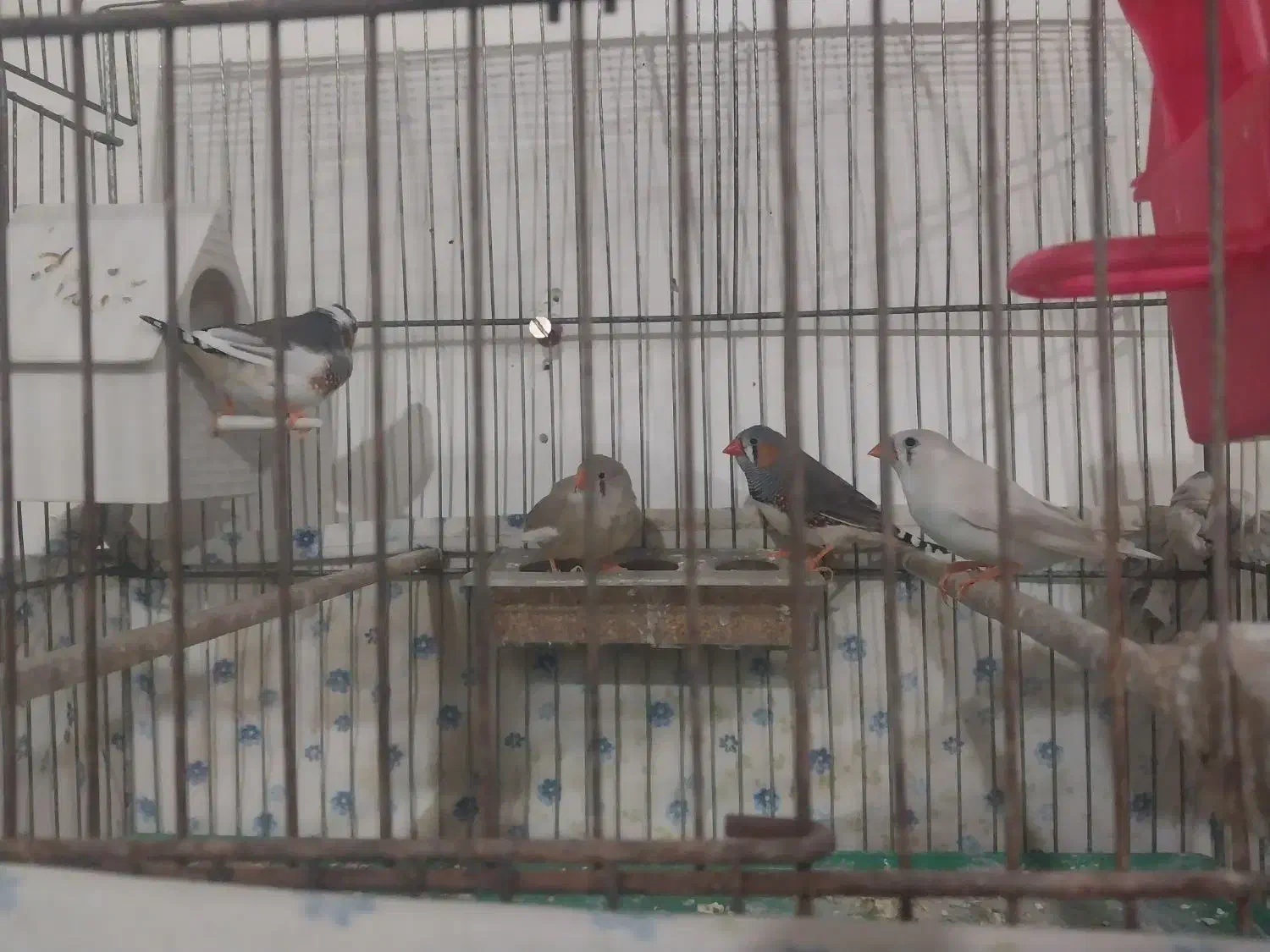 فنچ نرو ماده|پرنده|مرند, |دیوار